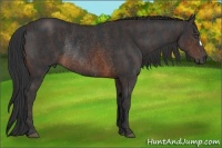 Horse Color:Brown Rabicano Brindle