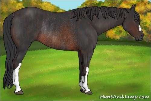 Horse Color:Unknown 