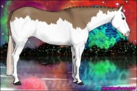 Horse Color:Liver Red Dun Sabino Splash 