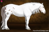 Horse Color:Bay Sabino Splash Tobiano Appaloosa 