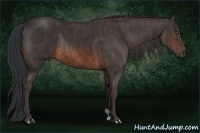 Horse Color:Brown Rabicano Brindle