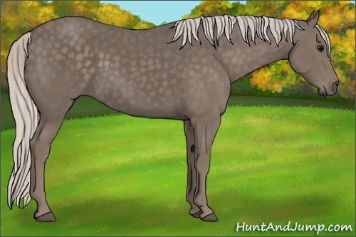 Horse Color:Silver Black 