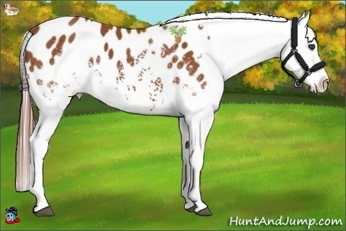 Horse Color:White Spotted Bay Appaloosa 