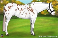 Horse Color:White Spotted Bay Appaloosa 