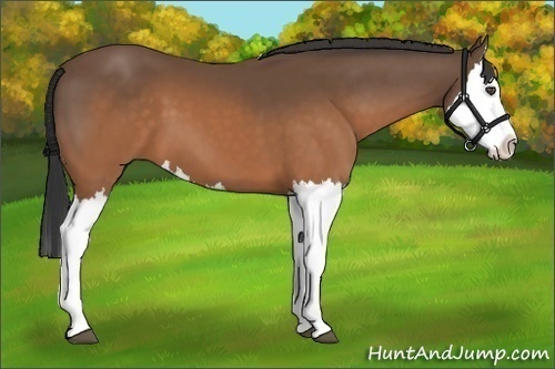 Horse Color:Buckskin Splash