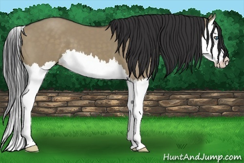 Horse Color:Brown Dun Splash 
