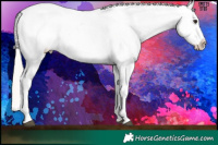 Horse Color:Silver Buckskin Appaloosa