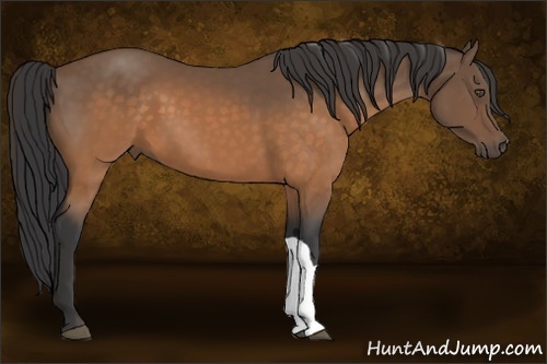 Horse Color:Buckskin 