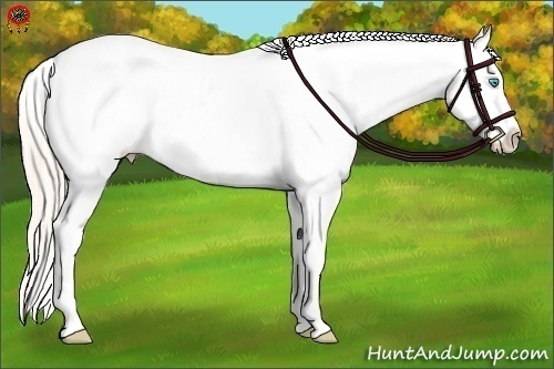 Horse Color:Smoky Creme Appaloosa 