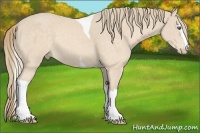 Horse Color:White Spotted Perlino Tobiano
