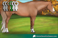 Horse Color:Bay Pearl