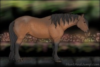Horse Color:Buckskin 