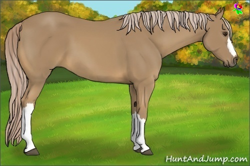 Horse Color:Palomino 