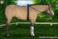 Horse Color:Buckskin Dun 