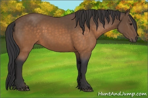 Horse Color:Buckskin 