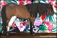 Horse Color:Buckskin Frame