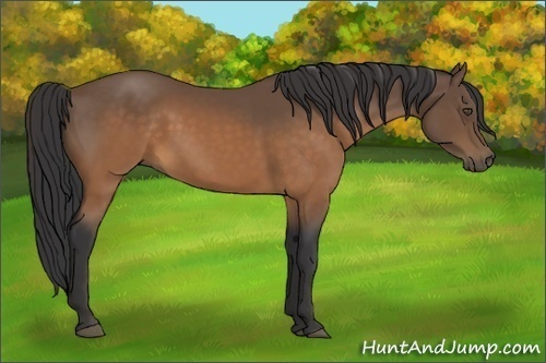 Horse Color:Buckskin 