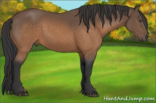 Horse Color:Buckskin 