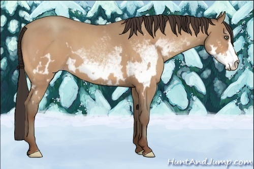 Horse Color:White Spotted Amber Champagne Roan Frame