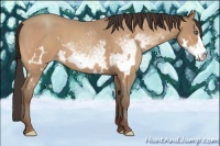 Horse Color:White Spotted Amber Champagne Roan Frame 