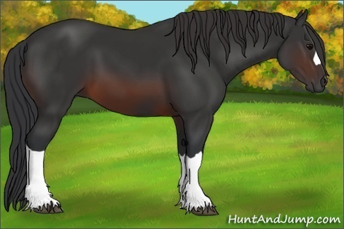 Horse Color:Brown 