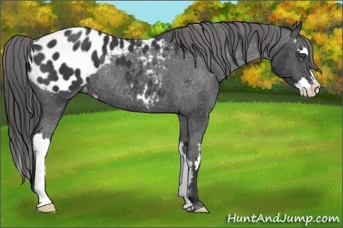 Horse Color:Black Sabino Splash Frame Appaloosa Rabicano