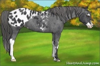 Horse Color:Black Sabino Splash Frame Appaloosa Rabicano 