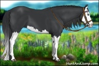 Horse Color:Black Splash