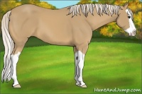 Horse Color:Palomino Splash 