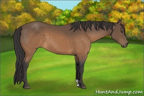 Horse Color:Unknown 
