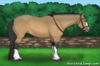 Horse Color:Buckskin 