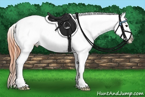 Horse Color:Buckskin Appaloosa 