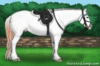 Horse Color:Buckskin Appaloosa 