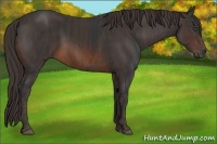Horse Color:Brown Rabicano  Brindle
