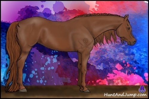 Horse Color:Chestnut Sabino 