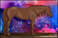 Horse Color:Chestnut Sabino