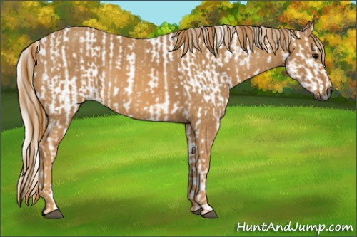 Horse Color:Gray White Spotted Black Brindle