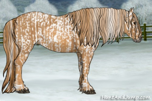 Horse Color:Gray White Spotted Black  Brindle
