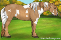 Horse Color:Gray White Spotted Black Brindle
