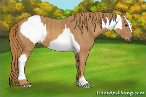 Horse Color:Gray White Spotted Black  Brindle