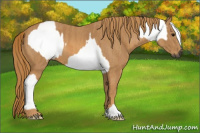 Horse Color:Gray White Spotted Black  Brindle