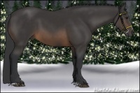 Horse Color:Buckskin Sabino