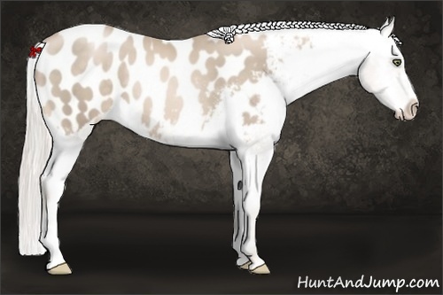 Horse Color:Chocolate Palomino Pearl Appaloosa 