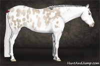Horse Color:Chocolate Palomino Pearl Blanket