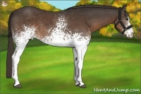 Horse Color:White Spotted Liver Chestnut 