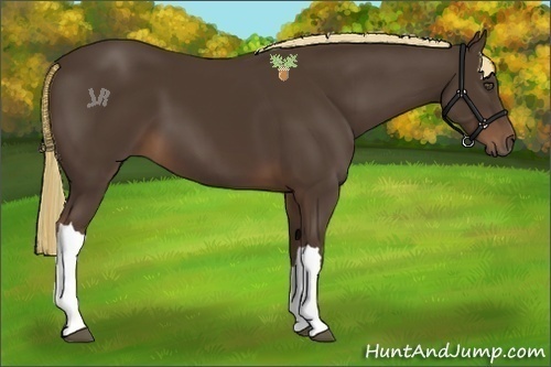 Horse Color:Liver Chestnut 