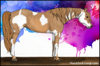 Horse Color:Gray White Spotted Black  Brindle