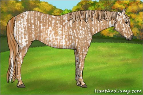 Horse Color:Gray White Spotted Black  Brindle