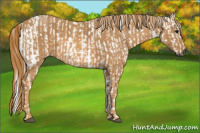 Horse Color:Gray White Spotted Black  Brindle
