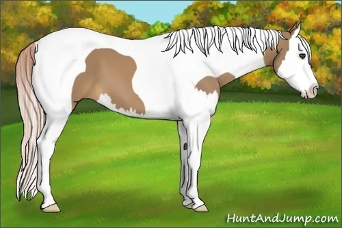 Horse Color:Palomino Splash Tobiano 